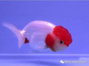 国产金鱼鉴赏视频大全,国产金鱼鉴赏视频大全精选解析